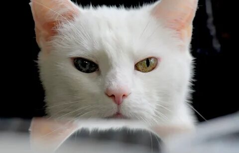 Снять белого кота