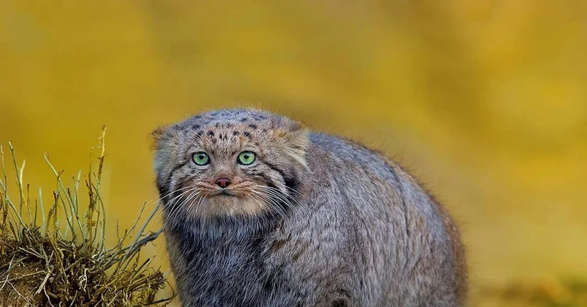 Кот манул котята. Кот манул. лесной кот манул. манул в петербургском зоопарке. кот манул фото.