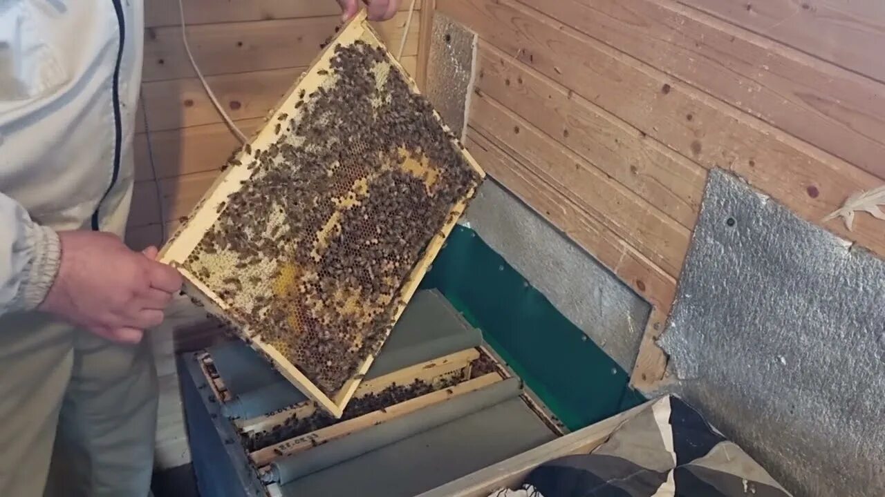 Коллапс пчелиных
