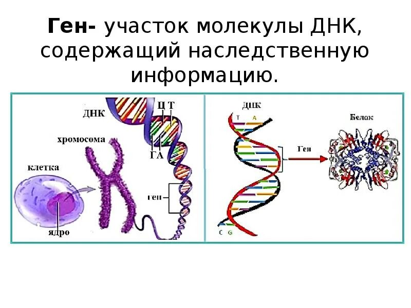 Ген это участок молекулы днк несущий. Участок днк. гены в молекуле днк. участок молекулы днк. ген это участок молекулы.