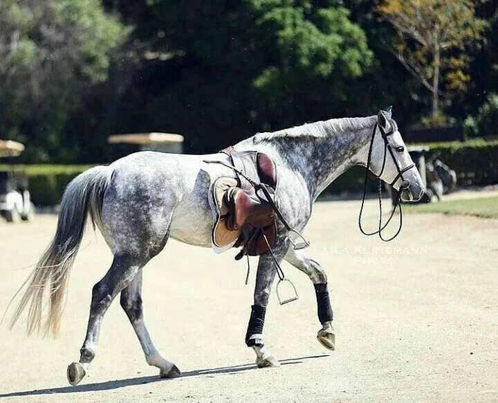 Лошади сбросить. Необъезженный конь. Конь брыкается. Укрощение дикой лошади. Конь козлит.