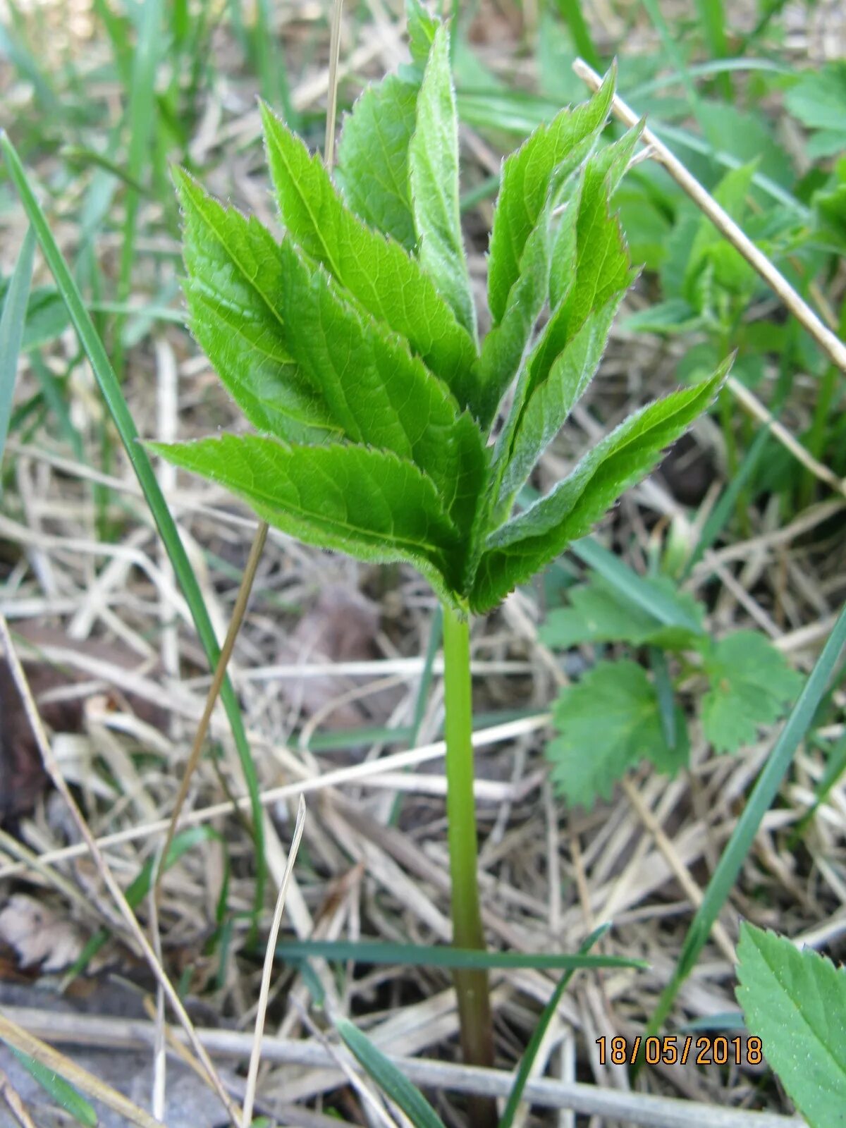 Сныть листочки. Сныть растение. Сныть обыкновенная росток. Сныть. Сныть побеги.