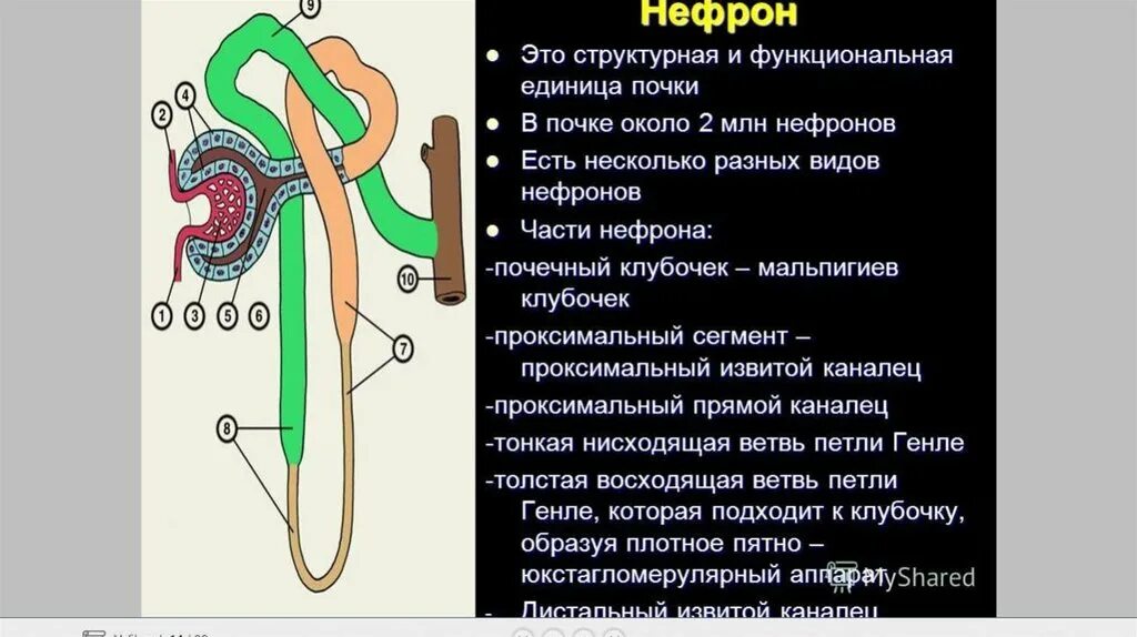 Работа нефрона кратко. Нефрон части нефрона. Рисунок нефрон структурная единицы почки. Строение нефрона структурной единицы почки. Перечислите структурные элементы нефрона.