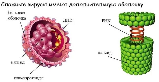Содержит капсид. Строение простейшего вируса. строение вируса капсид нуклеиновая кислота. строение оболочки вируса. белковая оболочка капсид.