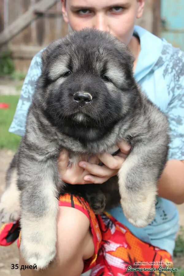 щенки на продажу домашних маленькие русских сокольских. щенки черемхово. щенок чихуахуа черный. черные хасята. западносибирская лайка кутята.