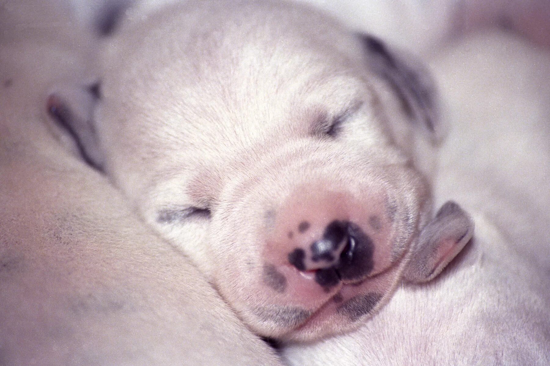 Новорождённые щенки далматина. Новорожденный пес. Собачка новорожденная. Новорожденные щенки белые. Собаки рождаются слепыми