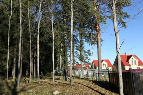 Улица сосен