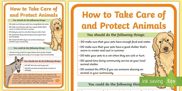 How to take Care of animals. Take Care of Pet. How we can protect animals. How to protect animals for Kids. Take care and be good