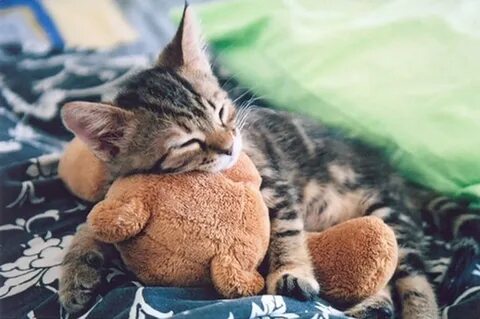 Мишку котиков