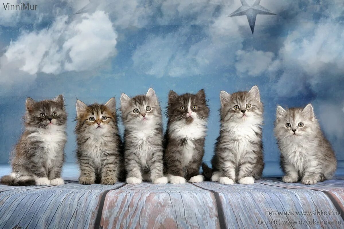 Котики в ряд. Много кошек. много котят. котики несколько. несколько котят.