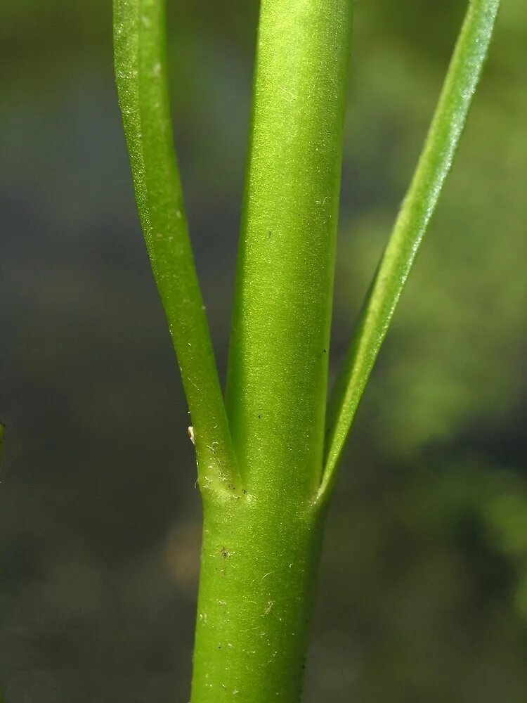 Plant stem