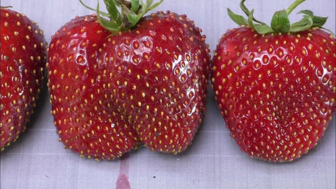 Сорт клубники свитхарт описание сорта фото отзывы фото