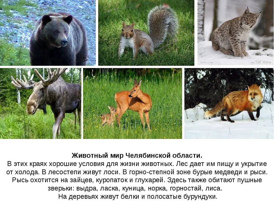 Какие животные в нашем регионе. Животные челябинской област. животные челябинскгй обл. звери челябинской области. животный мир урала.