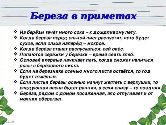 Особые приметы березы. Приметы о Березе. Народные приметы связанные с березой. Примета листья березы.