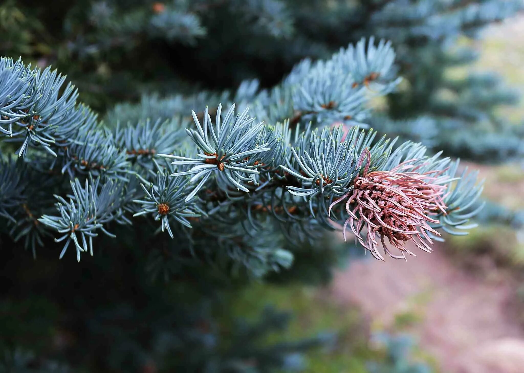 Ель европейская picea abies. Байкальская голубая ель. Пихта шренка. Ель шренка picea schrenkiana. Ель сосна кедр пихта.