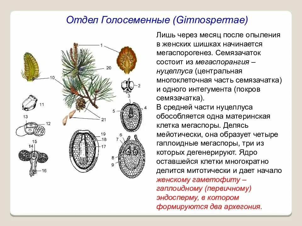 Мужской гаметофит голосеменных. Голосеменные проводящая система. Строение древесины трахеиды. Голосеменные проводящая система. Строение древесины трахеиды.