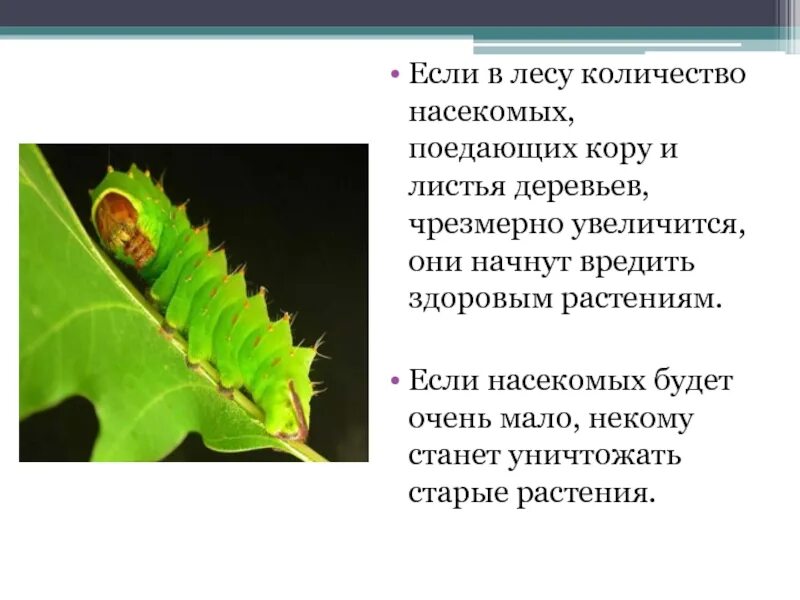 У каких животных при чрезмерном увеличении численности