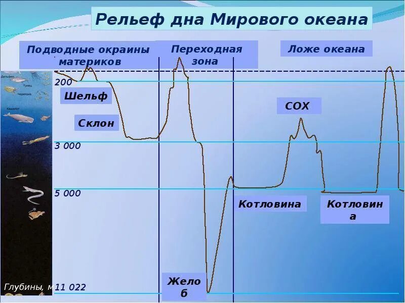 Рельеф дна океанов 5 класс география. Профиль дна мирового океана 5 класс география. Рельеф дна мирового океана. Строение дна океана. Рельеф дна мирового океана схема.