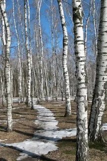 Тайшет березовая роща