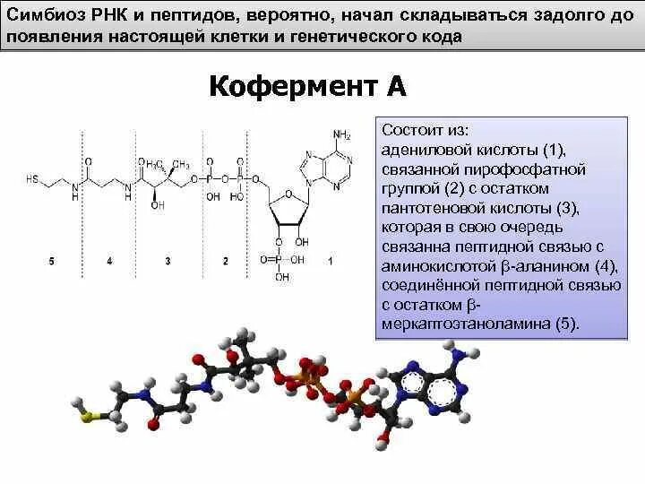 Служит матрицей при синтезе полипептидов. Полипептид РНК. Построение первичной структуры полипептида. Пептид как построить. Полипептид ДНК.