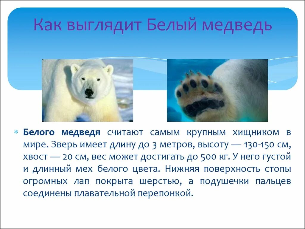 Текст белый медведь 4 класс. Белый медведь описание. Доклад про белого медведя. Белый медведь кратко. Сообщение о белом медведе.