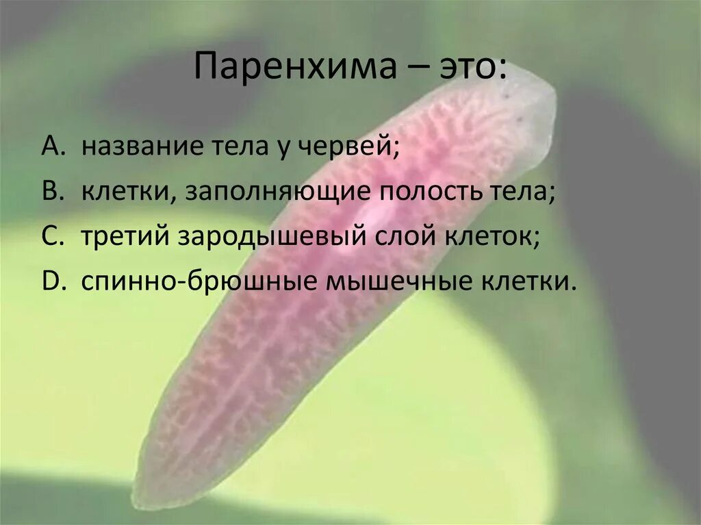 У каких червей полость тела заполнена паренхимой. Паренхима. у плоских червей есть паренхима. паренхима у человека. паренхима это в медицине.