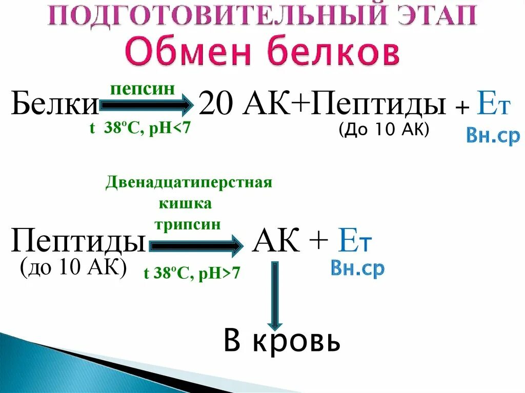 Подготовительный этап обмена белков