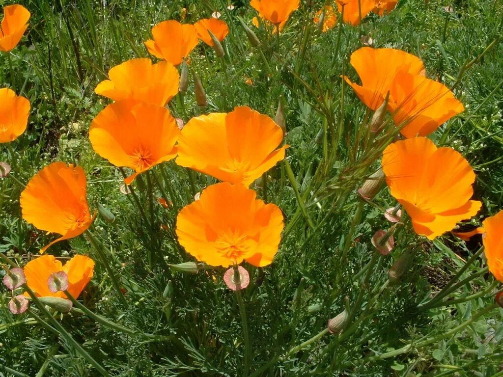 Калифорнийский мак (эшшольция). Эшшольция калифорнийская. Эшшольция калифорнийская монпансье. Эшшольция в грунт. Эшшольция в грунт.