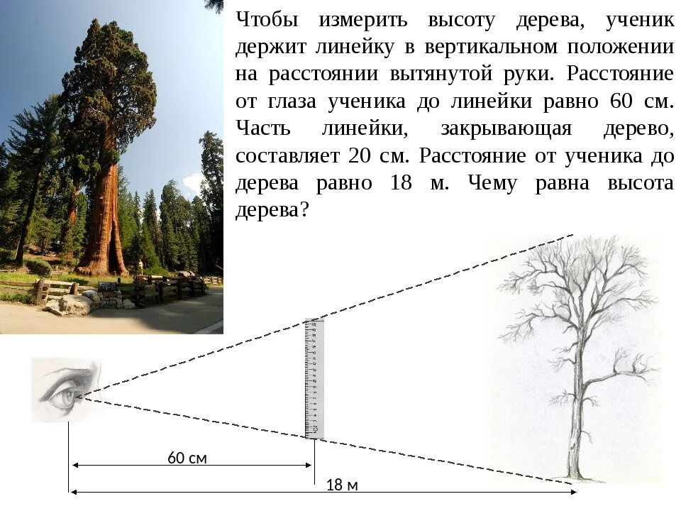 Высота вертикального. Измерение высоты дерева. Измерение высоты дерева линейкой. Как измерить высоту дерева. Способы измерения высоты дерева.