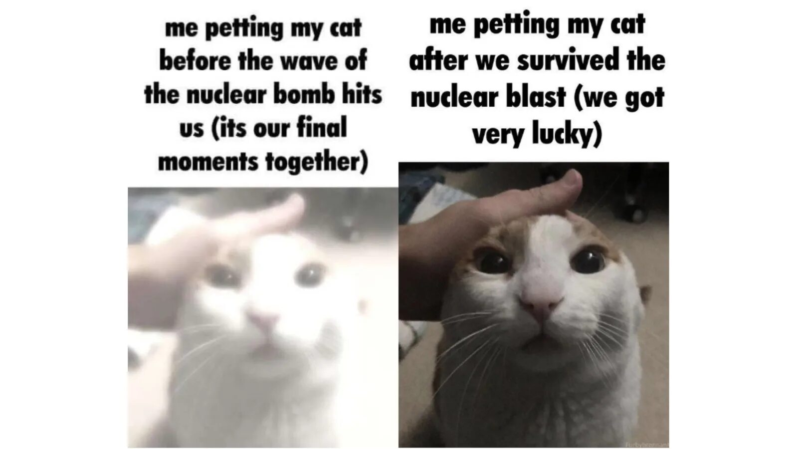 Cat s name is. Me petting my Cat. Me petting my Cat before the nuclear Blast. Me petting my Cat before the Wave of the nuclear Bomb Hits us. Me petting my Cat before.