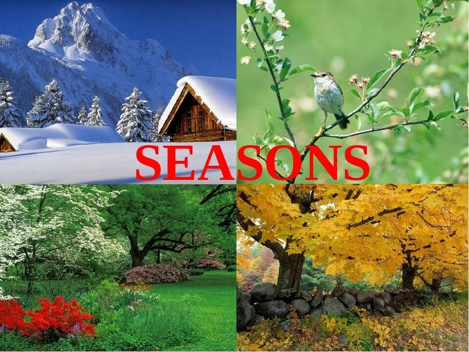 Seasons презентация. Времена года на английском. Проект по английскому языку Seasons. Проект на тему the Seasons. School project seasons