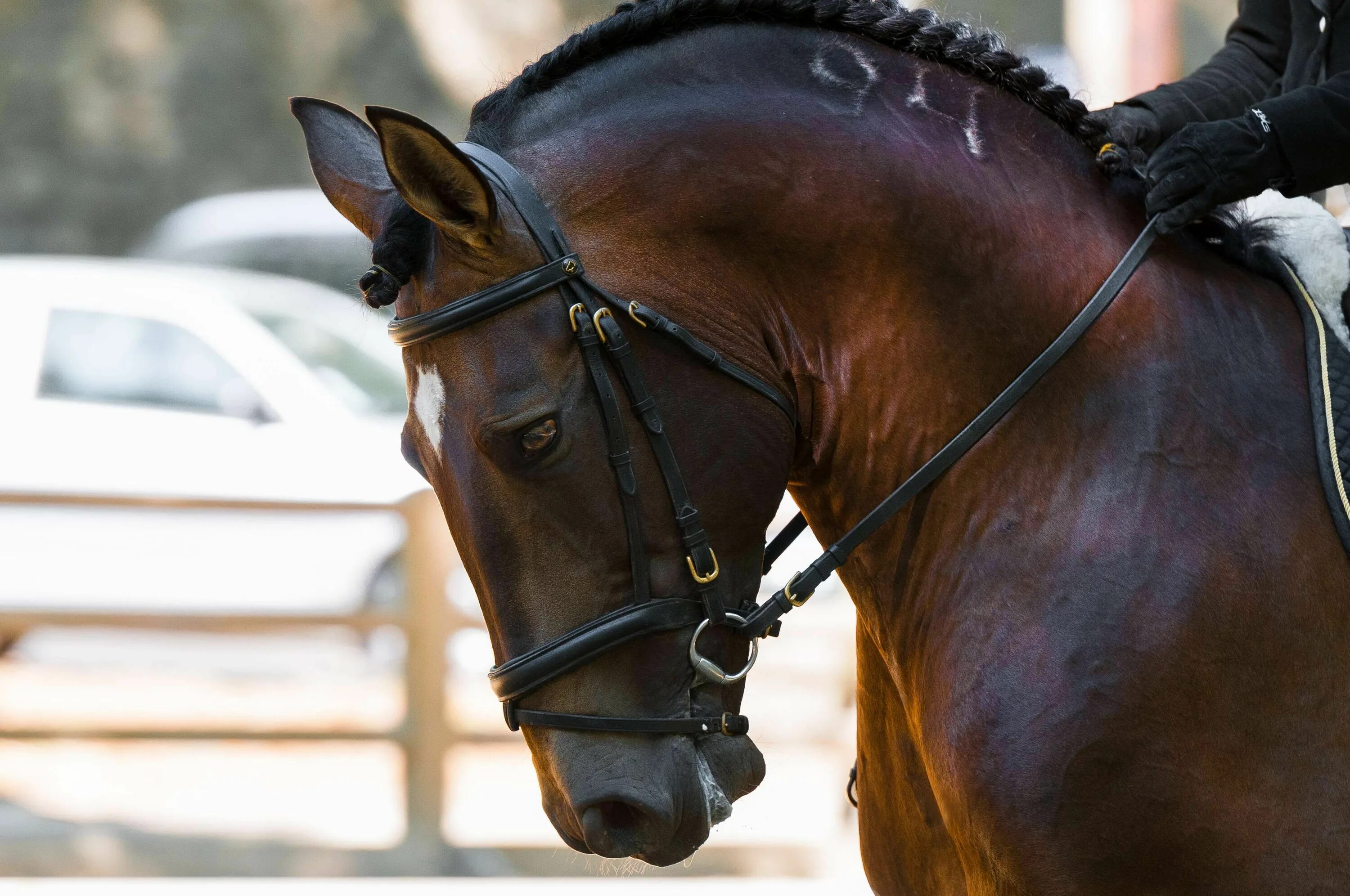 Free Image on Pixabay - Horse, Head, Mane, Portrait Horses, Free horses, Animals