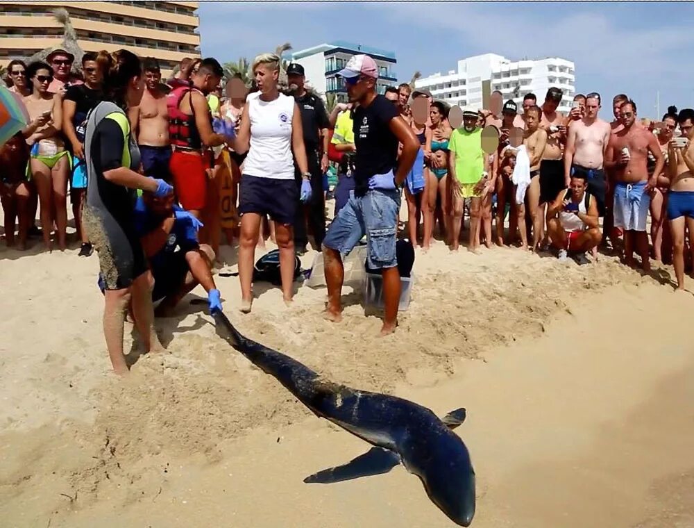 Нападение акулы в море. Ресифи акулы на пляжах. Акула в Испании.