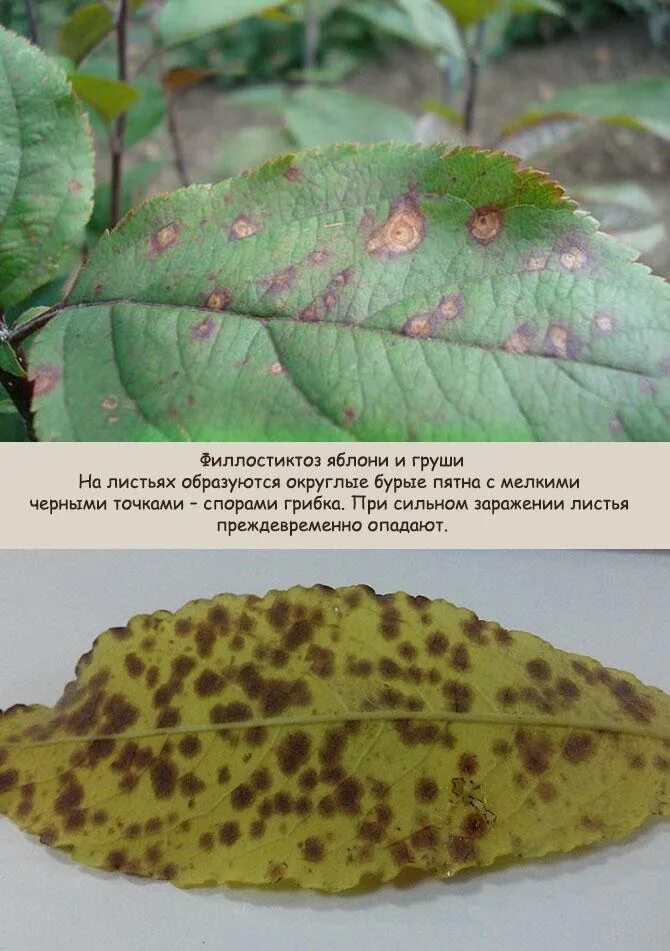 Болезни листьев фото и описание
