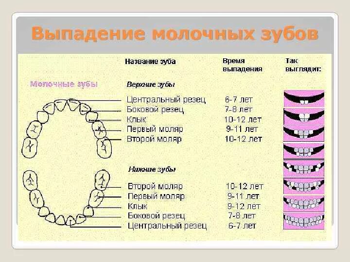 В каком возрасте у кошек выпадают зубы. Какие зубы меняются у детей на постоянные схема и возраст.