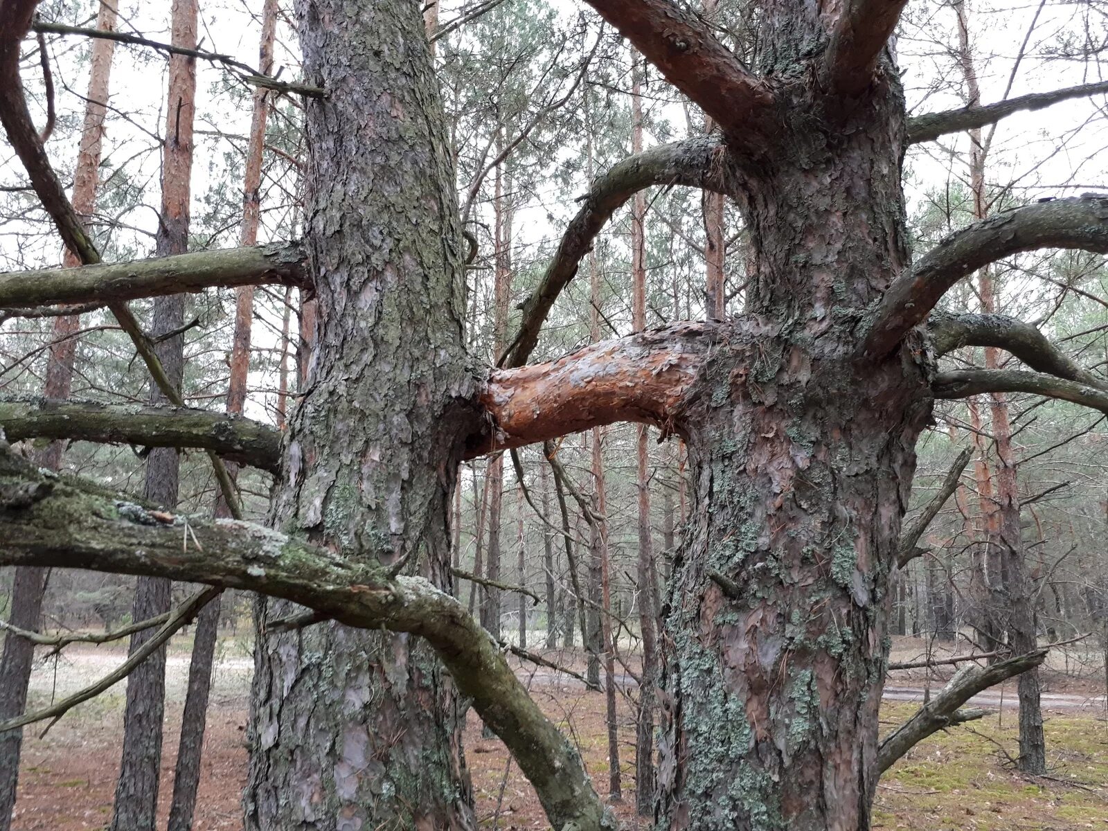 Дерево с обрубленными ветвями. Поваленное дерево. Подходящие картинки к раненым деревьям. Плачущая береза. Crazy tree.