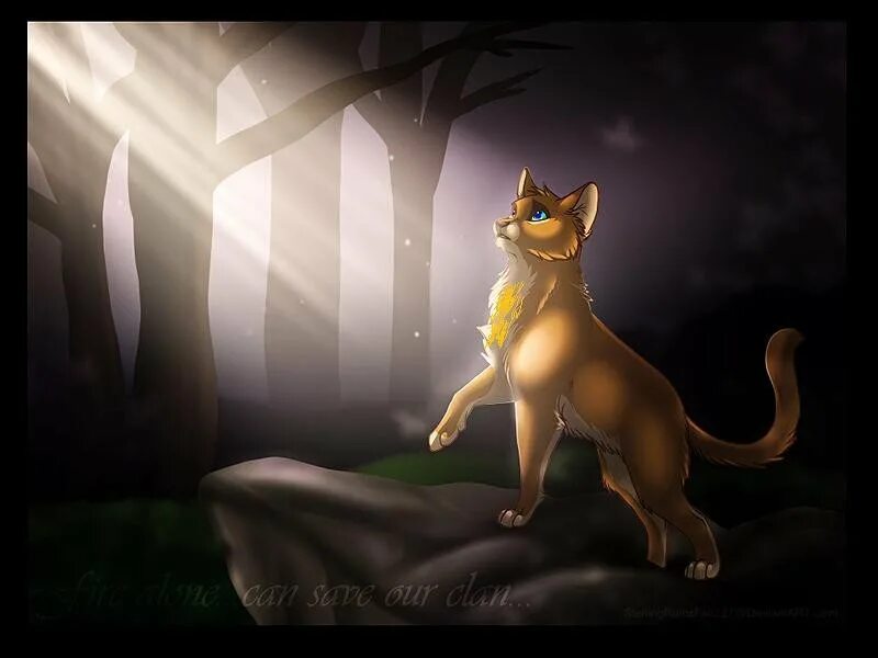 коты воители солнце. коты воители солнечный путь. солнечная коты воители. коты воители солнцезвезд. коты воители синеглазка.