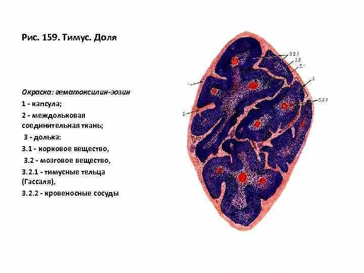 Тимус гистология. Тимус гистология