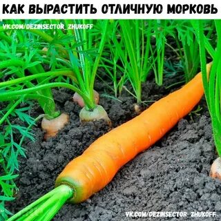 Как цветет морковь