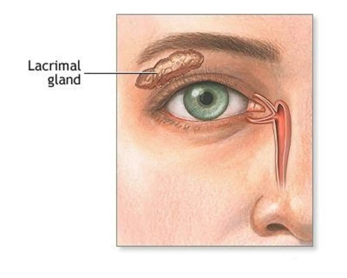 Из одного глаза течет слеза у взрослого. Слезная железа и слезный мешок. Стеноз слезного протока. Зондирование носослезного протока. Слезное мясцо анатомия.