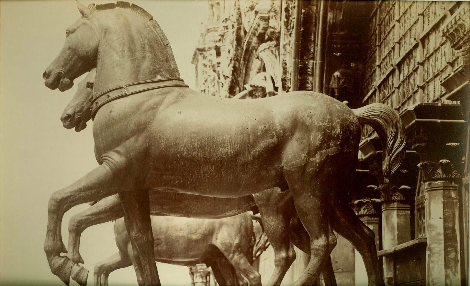 Античная лошадь casaentera. Большая лошадь в древней Греции. Аполлоны кентавры квадриги. Лошадь Буцефал фото.