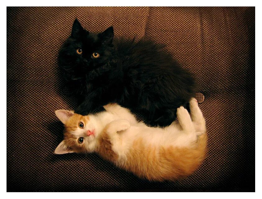 два котенка рыжий и белый. кошки любовь. две кошки. две милые кошки. котики обнимаются.