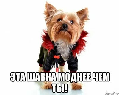 Шавка значение