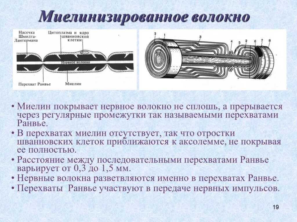 Нервные волокна строение функции. Функции миелинового нервного волокна. шванновские клетки и миелиновая оболочка. миелиновая оболочка это в анатомии. строение миелинового волокна.