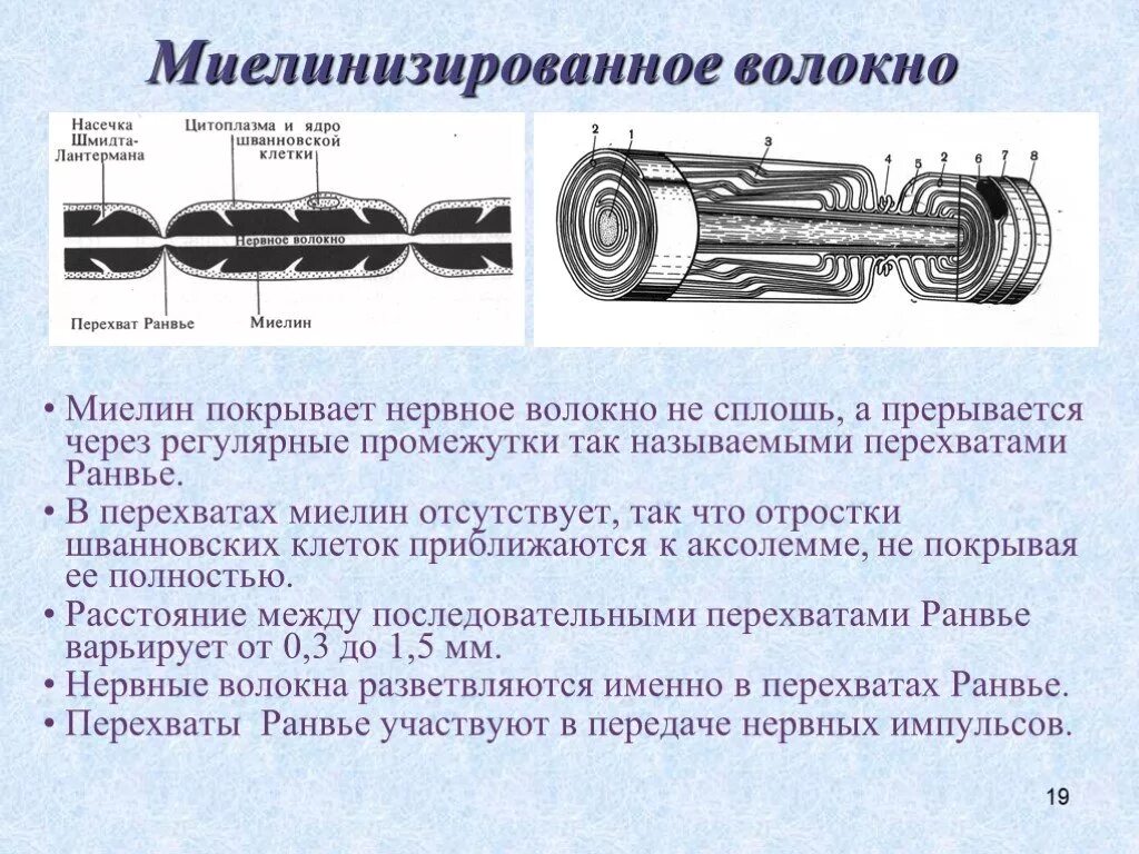 Миелиновая оболочка функции. Миелиновая оболочка нервных волокон. Шванновские клетки и миелиновая оболочка. Миелиновая оболочка это в анатомии. Строение миелинового волокна.