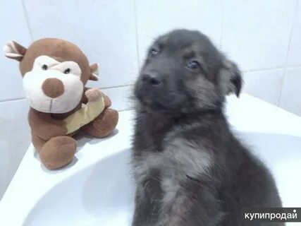 Собака бесплатная в нижнем новгороде