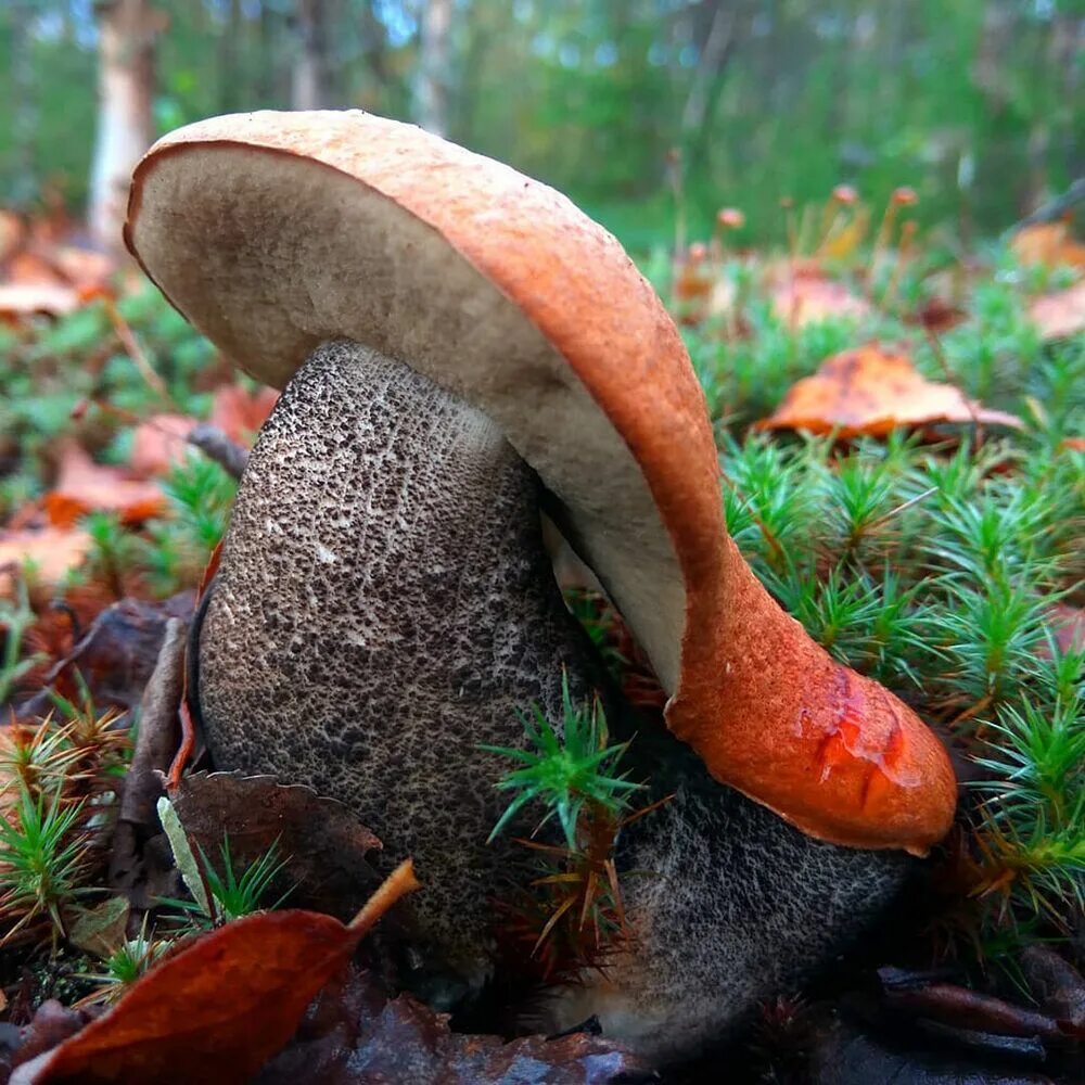 Поддубовик гриб. Съедобные грибы в лесу. Грибы из леса. Осень грибы. Шляпка гриба покрытая