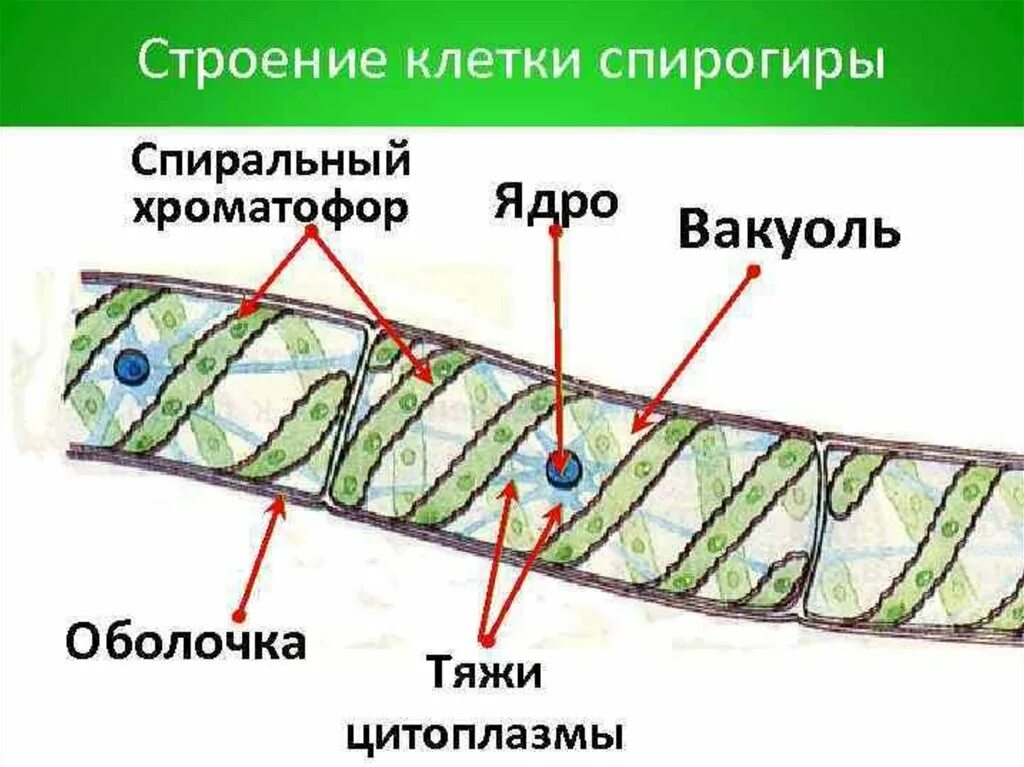 Спирогиру относят к. Спирогира водоросль строение. Основные элементы строения спирогиры. Спирогира строение рисунок. Строение спирогиры под микроскопом.