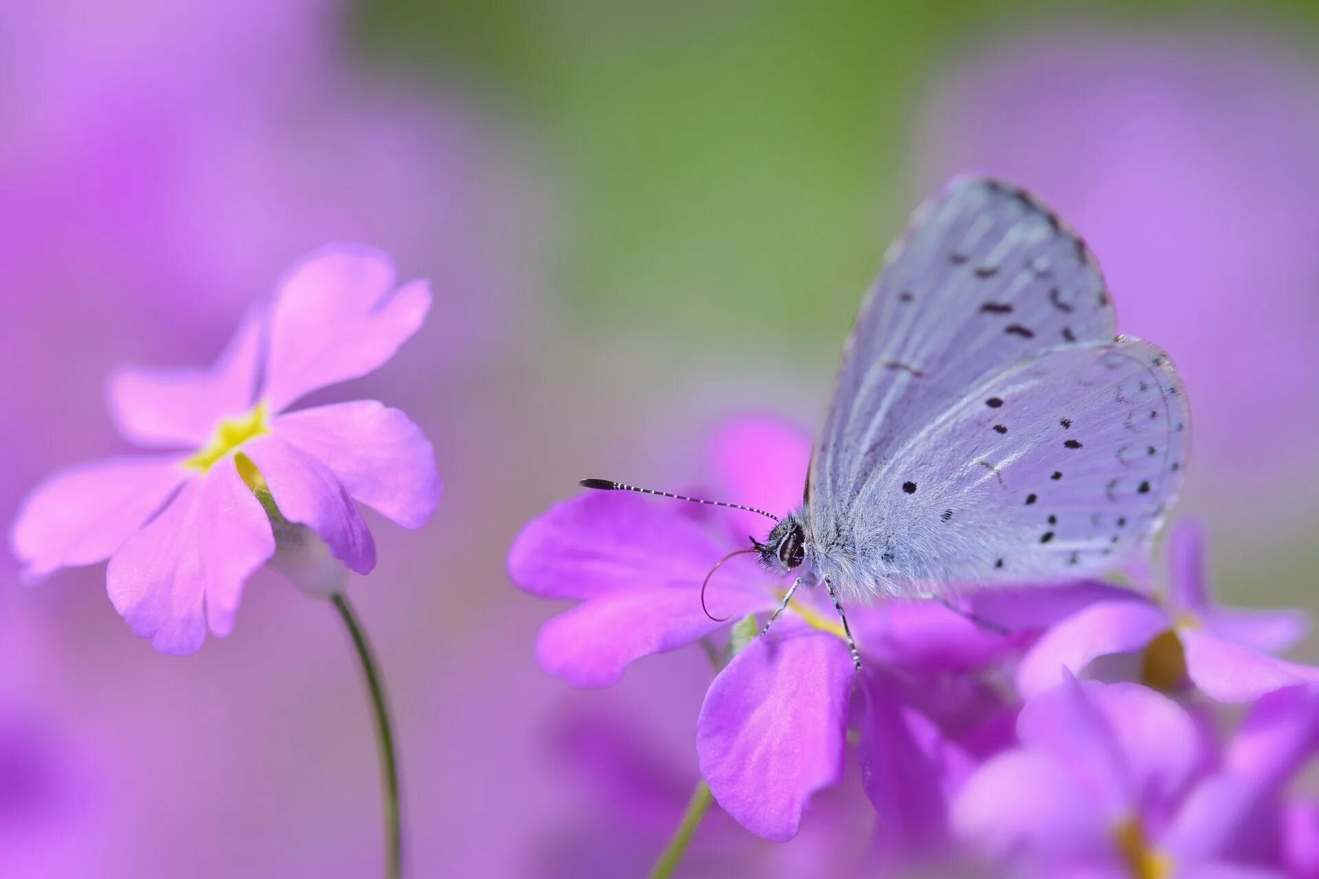 Бабочки на весь экран. Бабочка голубянка Филипьева. Бабочка на цветке. Розовые и сиреневые цветы. Красивые фиолетовые бабочки.