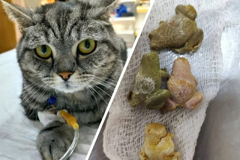 кошка не ест сухой корм. кошка ест из миски. кот перестал кушать. кошка ест сухой корм. кошка кушает.